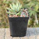 50pcs Mini Plastic Flower Pots for Plant Nursery 7cm x 7cm - Black