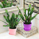 8Pcs Mini Plastic Flower Seedlings Nursery Pot Planter, 4inch Flower Pots W E3Z2