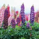 Wholesale 100x Mixed Russell Lupine Seeds Lupinus Beautiful Polyphyllus SH E1E6