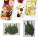 12Pcs Pressed Dried Fern Leaves Plant Herbarium DIY Arts Crafts Scrapbooking