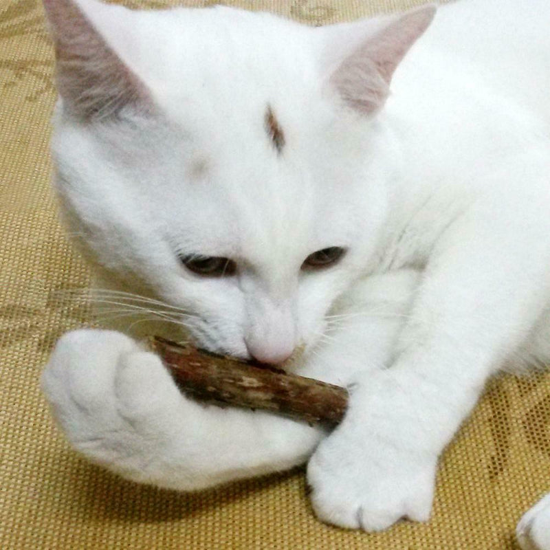 25X Cat Cleaning Teeth Pure Natural Catnip Pet Cat Molar Toothpaste Stick