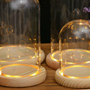 Clear Glass Dome Cover Shade Wood Cork Plant Flower Vase Container 12x22cm