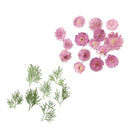 20x Pressed Dried Flowers & LeavesFor Jewelry Phone Case Card DIY Decor