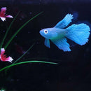 Artificial Silicone Glowing Effect Fish Betta Aquarium Fish Tank Home Decor Blue