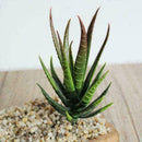 Artificial Succulents Craft Floristry Decoration Plastic Plants Aloe Simula F5L6
