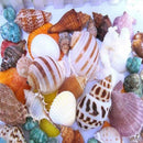 100g Natural Aquarium Beach Nautical Bulk Sea Shells Fish Tank DIY Decor Gift