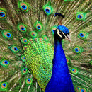 Wall Hanging Tapestry Throw Bedspread Home Dorm Backdrop Peacock 60inch