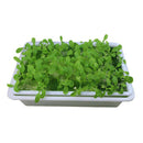 Seedling Starter Tray Garden Seed Starting Tray Gardening Planting Project