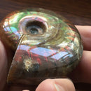 Iridescent Ammonite Natural Ammolite Facet Specimen Fossil Madagascar