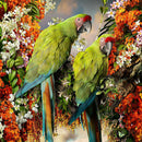 30x30cm Diamond Painting Looking Back Parrots Full Round Drill Cross Stitch