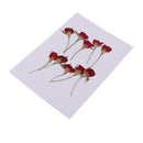 10 Pieces Pressed Dried Flower Half Cut Rose Flower Scrapbooking Embellishments