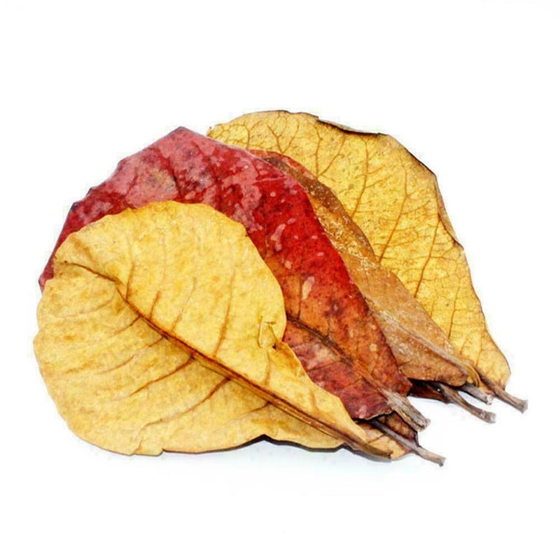 2019 Grade Natural Terminalia Leaves Island Almond Leaf Crystal Shrimp Impr M0Q6