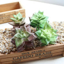 Mini Simulation Succulents Artificial Plants for Home Office Garden Decor
