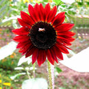 15x Samen Rot Sonnenblume Abendrot Abendsonnen HELIANTHUS ANNUUS-Red X9H4 R0A3