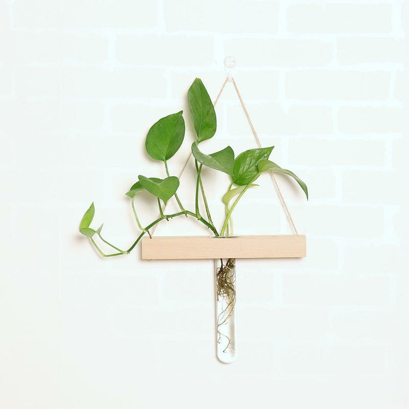 Wall Hanging Clear Glass Vase Flower Planter Bottle Tube Pot Terrarium Decor