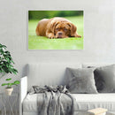 5D DIY Full Round Drill Diamond Painting Upset Dog Cross Stitch Embroidery