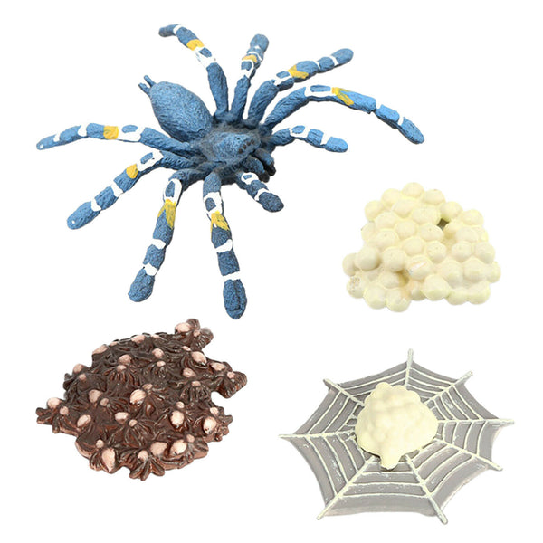 Lot of 4 Nature Bird Eating Spider Growth Cycle Child Learning Teaching Toys