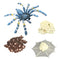 Lot of 4 Nature Bird Eating Spider Growth Cycle Child Learning Teaching Toys