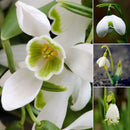 200X Galanthus Nivalis Seeds Common Snowdrop Flower Freezing Plants Home De Y1I2