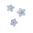 30 Bag Handmade Pressed Dried Flowers Organic DIY Crafts Floral Cards Decor
