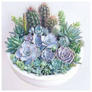 5D DIY Full Round Drill Diamond Painting Succulent Plants Cross Stitch Kit
