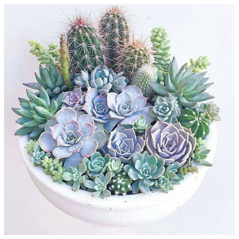5D DIY Full Round Drill Diamond Painting Succulent Plants Cross Stitch Kit
