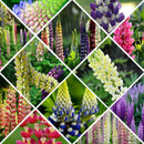 Wholesale 100x Mixed Russell Lupine Seeds Lupinus Beautiful Polyphyllus SH E1E6