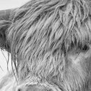 Nordic Portrait of a Highland Cow Posters and Prints Wall Art Canvas Painti