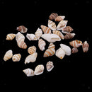30 Pieces Of Mussel Perlenb Crafting Shells  For Handicrafts, Decoration Or
