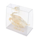 Real Pigeon Skeleton Specimens Biology Teaching Instruments Student Science