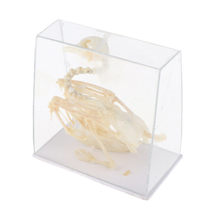 Real Pigeon Skeleton Specimens Biology Teaching Instruments Student Science