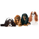 Diamond Painting Dog,Full Round Diamond Embroidery Cavalier King Charles Sp
