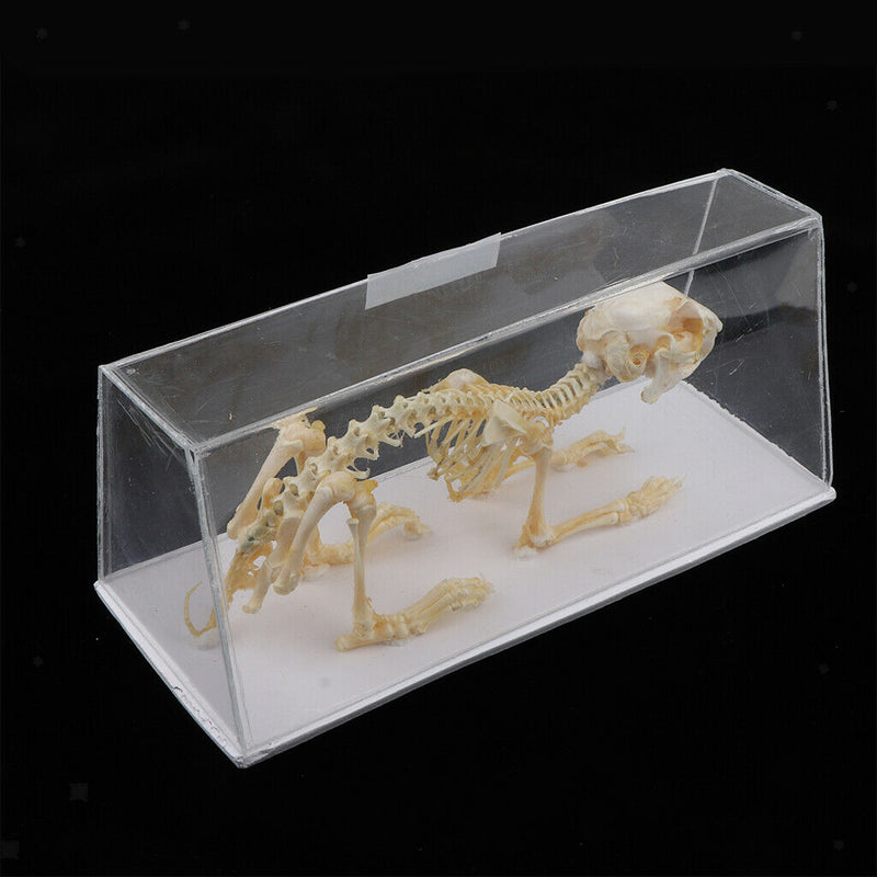 Real Rabbit Skeleton Specimens Biology Teaching Instruments Student Science