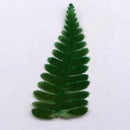 10pcs Natural Dried Flowers Ferns Plants for DIY Phone Case Scrapbooking