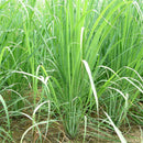 100pcs Lemon Grass Seeds An essential flavouring in East Asian cooking LY