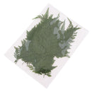 50 Pieces Long Real Pressed Leaves Dried Flower Embellishments for Card Making