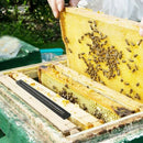 12 Pack - Beetle Blaster Traps for Naturally Catching Small Hive Beetles Be