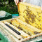 12 Pack - Beetle Blaster Traps for Naturally Catching Small Hive Beetles Be