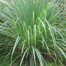 100pcs Lemon Grass Seeds An essential flavouring in East Asian cooking LY