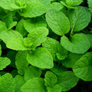 500pcs spearmint seeds mint mentha herb green home garden flower plant decor @LJ