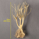 Terrarium Environments Small Aquarium Driftwood Snakes Landscaping Fish Tanks