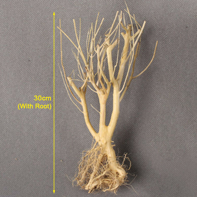 Terrarium Environments Small Aquarium Driftwood Snakes Landscaping Fish Tanks