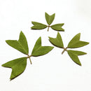 10x Pressed Real Dried Flower Dry Leaves DIY Crafts Bookmark Card Making 01