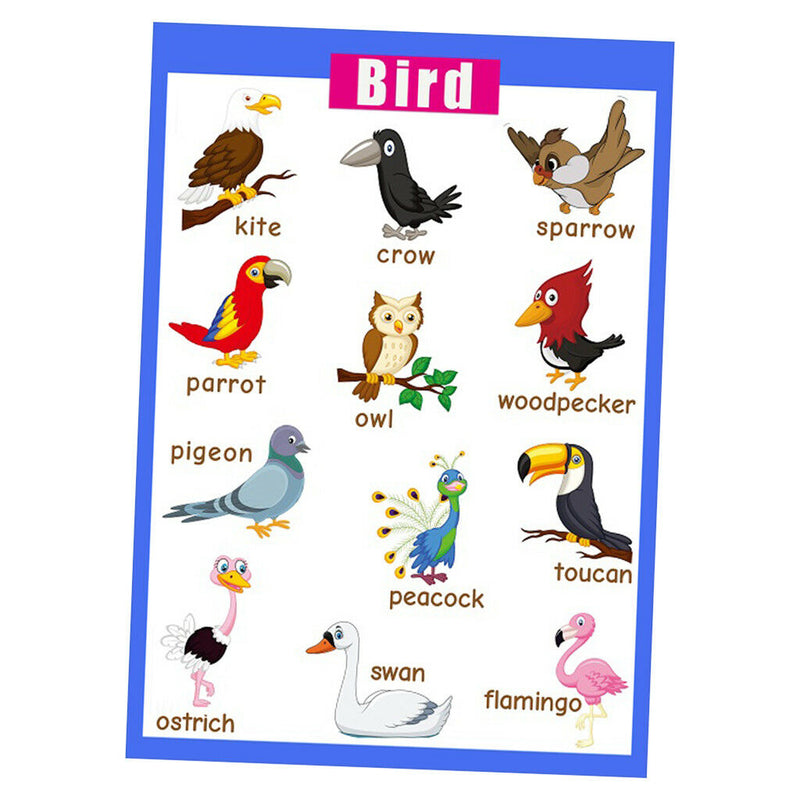 Birds~Kids Fun Early Learning Educational Preschool Poster Charts