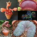 100pcs Mixed Succulent Seeds Stone Bonsai Flower Seed Garden Pot Plants