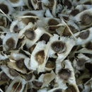 organic moringa oleifera50 seeds plants seeds drumstick tree tree natural SP