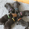 12pcs/set Adjustable Puppy Kitten Identification Collar Whelping ID Collar Bands