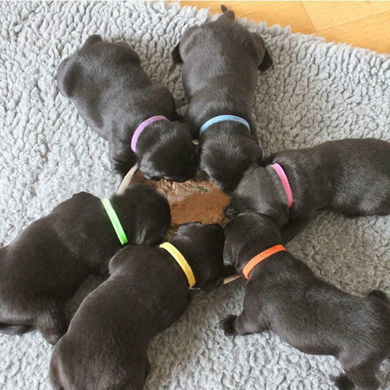 12pcs/set Adjustable Puppy Kitten Identification Collar Whelping ID Collar Bands