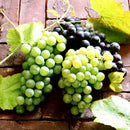 50mixed grape seeds home garden vitis viniferaDelicious fruit plant seed decorLJ