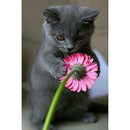 5D DIY Full Drill Diamond Painting Cat Cross Stitch Embroidery Mosaic Kit